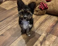 Ethan Ollie, a male Yorkshire Terrier for sale in Birch Tree, MO – 2 of 8