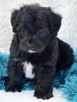 Tango, a male Yorkipoo for sale in Birch Tree, MO – 8 of 10