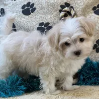 Barley, a male Maltipoo for sale in Birch Tree, MO – 8 of 10