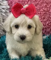 Honey Dew, a female Maltipoo for sale in Birch Tree, MO – 6 of 10