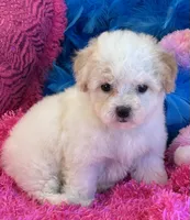 Butter Rose, a female Maltipoo for sale in Birch Tree, MO – 7 of 10