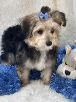 Festus, a male Morkie for sale in Birch Tree, MO – 4 of 10