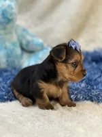 Gator, a male Morkie for sale in Birch Tree, MO – 8 of 9