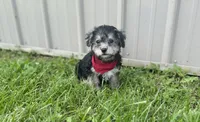 Biscuit , a male Morkie for sale in Birch Tree, MO – 4 of 5