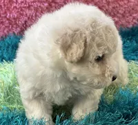 Lady   Bug , a female Maltipoo for sale in Birch Tree, MO – 5 of 10
