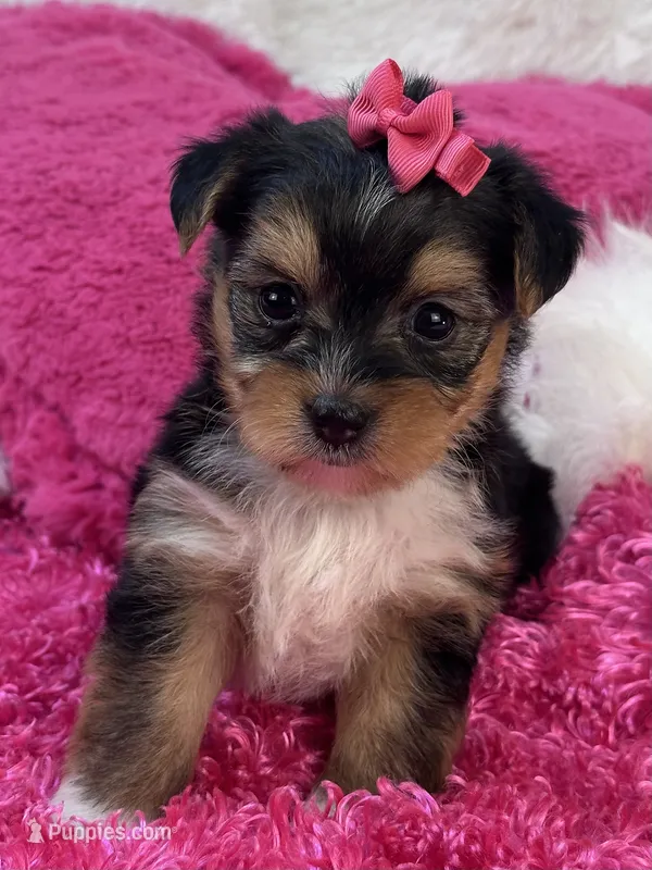 Ivy – Morkie puppy for sale in Birch Tree, MO