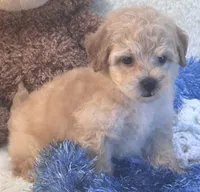 Chucky, a male Maltipoo for sale in Birch Tree, MO – 2 of 10