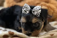 Handsome Boomer, a male Yorkipoo for sale in Birch Tree, MO – 8 of 10