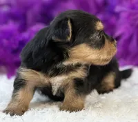 Tinker, a female Morkie for sale in Birch Tree, MO – 3 of 10
