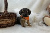 Bear , a male Shorkie for sale in Birch Tree, MO – Photo 4 of 5