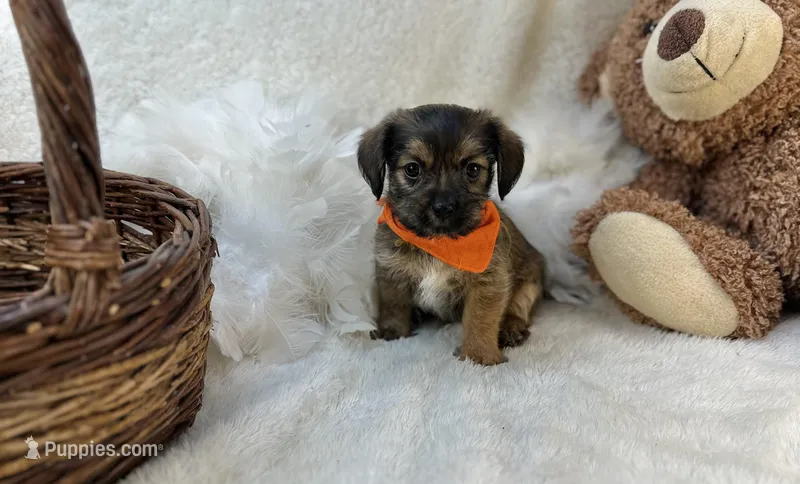 Bear  – Shorkie puppy for sale in Birch Tree, MO