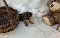 Bear , a male Shorkie for sale in Birch Tree, MO – Photo 5 of 5