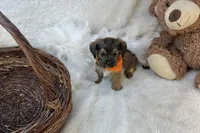 Bear , a male Shorkie for sale in Birch Tree, MO – Photo 3 of 5