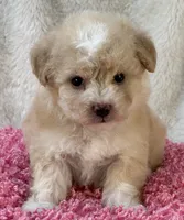Mela, a female Maltipoo for sale in Birch Tree, MO – 5 of 7