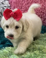 Honey Dew, a female Maltipoo for sale in Birch Tree, MO – 2 of 10