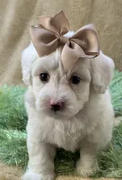 Buttercup, a male Maltipoo for sale in Birch Tree, MO – 3 of 10