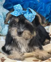 Banjo, a male Morkie for sale in Birch Tree, MO – 1 of 9