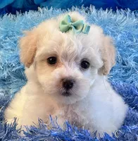Benji, a male Maltipoo for sale in Birch Tree, MO – 4 of 10