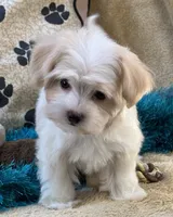 Barley, a male Maltipoo for sale in Birch Tree, MO – 2 of 10