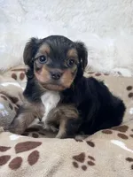 Rookie, a male Morkie for sale in Birch Tree, MO – 9 of 10