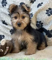 Silas, a male Morkie for sale in Birch Tree, MO – 6 of 10