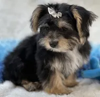 Sawyer, a male Morkie for sale in Birch Tree, MO – 3 of 10