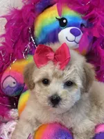 Twinkles, a female Maltipoo for sale in Birch Tree, MO – 9 of 10