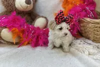 Marshmallow , a female Morkie for sale in Birch Tree, MO – 5 of 5