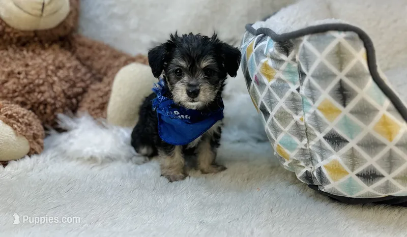 Taco  – Morkie puppy for sale in Birch Tree, MO