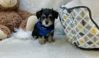 Taco , a male Morkie for sale in Birch Tree, MO – 1 of 5