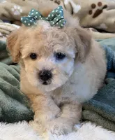 Hudson , a male Maltipoo for sale in Birch Tree, MO – 5 of 10