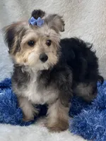 Festus, a male Morkie for sale in Birch Tree, MO – 9 of 10