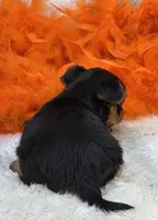 Blossom, a female Morkie for sale in Birch Tree, MO – 7 of 10