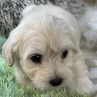 Franklin, a male Maltipoo for sale in Birch Tree, MO – 7 of 10