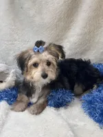 Festus, a male Morkie for sale in Birch Tree, MO – 7 of 10
