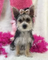 Ivy, a female Morkie for sale in Birch Tree, MO – 8 of 10