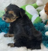 Millie Jean, a female Yorkipoo for sale in Birch Tree, MO – 9 of 10