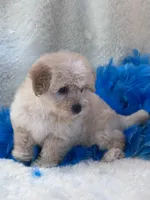 Lincoln, a male Morkie for sale in Birch Tree, MO – 10 of 10