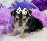 Melody, a female Morkie for sale in Birch Tree, MO – 7 of 10