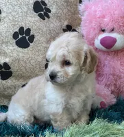 Ava Jean, a female Bichpoo for sale in Birch Tree, MO – 5 of 10