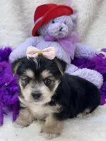 Sweet Cookie, a female Morkie for sale in Birch Tree, MO – 9 of 10