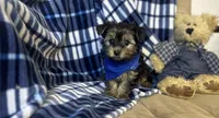 Tito , a male Yorkipoo for sale in Birch Tree, MO – Photo 1 of 5