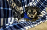 Tito , a male Yorkipoo for sale in Birch Tree, MO – Photo 2 of 5