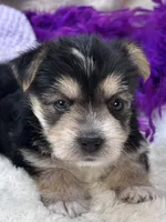 Sweet Cookie, a female Morkie for sale in Birch Tree, MO – 5 of 10