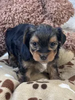 Rookie, a male Morkie for sale in Birch Tree, MO – 2 of 10