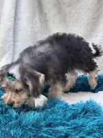 Dylan, a male Morkie for sale in Birch Tree, MO – 2 of 10
