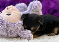 Tinker, a female Morkie for sale in Birch Tree, MO – 7 of 10