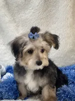 Festus, a male Morkie for sale in Birch Tree, MO – 2 of 10
