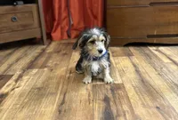 Cruz, a male Morkie for sale in Birch Tree, MO – Photo 4 of 5