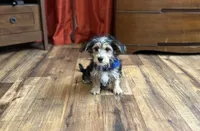 Cruz, a male Morkie for sale in Birch Tree, MO – Photo 2 of 5